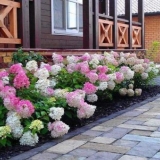 Sorte hortenzije paniculata: sa fotografijama i imenima, ocjena najboljih